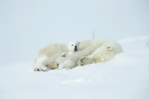 Wake: Polar bear and her cubs wake from their den in spring