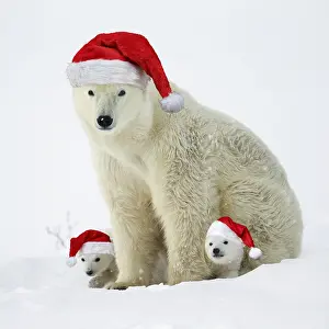 Hibernation: Polar bear and her cubs wearing red Christmas Santa hats in