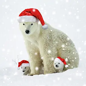 Hibernation: Polar bear and her cubs wearing red Christmas Santa hats in
