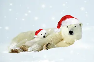 Watchee: Polar bear and her cubs wearing red Christmas Santa hats in