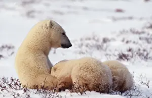 Nurture: POLAR BEAR - cubs x two suckling