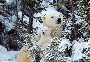 Maritimus: POLAR BEAR - cuddles baby in snowy woods
