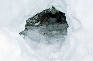 Dens: Polar Bear - den in snow