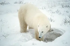 Digging: POLAR BEAR - digging out den in snow