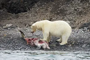 Carcass: Polar Bear Dolphin