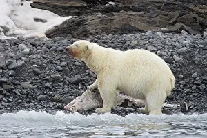 Carcass: Polar Bear Dolphin