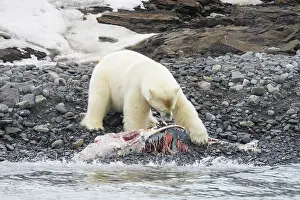 Carcass: Polar Bear Dolphin