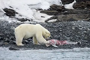 Carcass: Polar Bear Dolphin