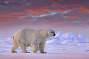 Lights: Polar bear on drift ice edge with snow and water in Svalbard sea