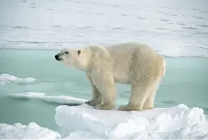 Stance: POLAR BEAR - at the edge of sea ice
