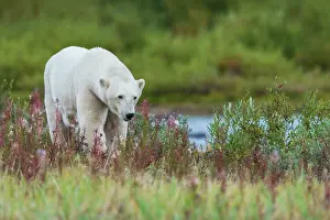 Climate Change: Polar bear exploring the shoreline of Hudson Bay for a