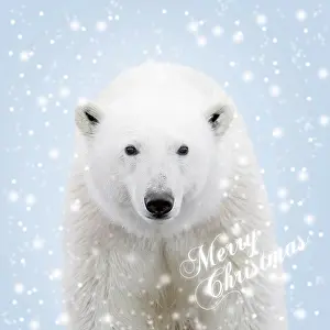 Text: Polar Bear - in falling snow