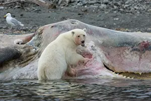 Sperm: Polar Bear - feeding on the carcass of a Sperm Whale
