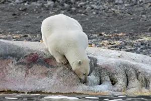 Sperm: Polar Bear - feeding on the carcass of a Sperm Whale