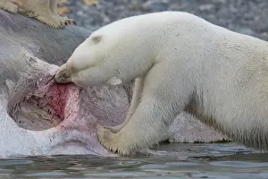Sperm: Polar Bear - feeding on the carcass of a Sperm Whale