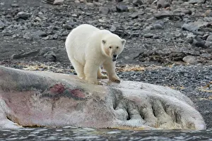 Carcass: Polar Bear - feeding on the carcass of a Sperm Whale
