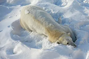 Ranua: Polar Bear female cleaning herself in the snow Ranua