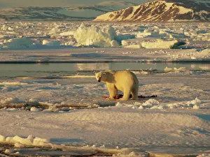 Habtiat: Polar bear - female feeding on carcass