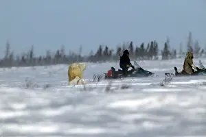Encroachment: Polar Bear - female protects her young, guarding
