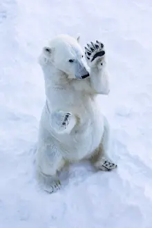 Ranua: Polar Bear female standing on hind legs Ranua Wildlife