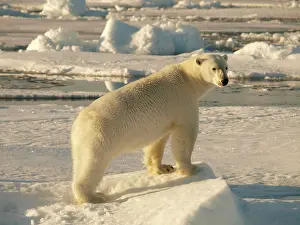 Habtiat: Polar bear - female standing on pack ice