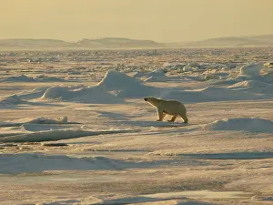 Habtiat: Polar bear - female walking on pack ice