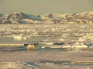 Habtiat: Polar bear - female walking on pack ice