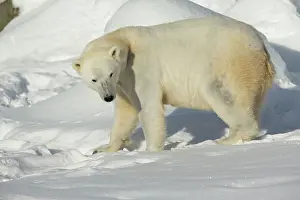 Ranua: Polar Bear female in winter snow Ranua Wildlife