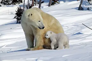 Snuggles: Polar Bear - female with young, cub snuggles into her side