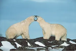 Kissing: POLAR BEAR - two fighting