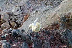 Glaucous: Polar Bear - with Glaucous Gull (Larus hyperboreus)