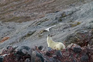 Glaucous: Polar Bear - with Glaucous Gull (Larus hyperboreus)