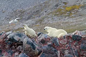 Glaucous: Polar Bear - with Glaucous Gull (Larus hyperboreus)