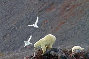 Glaucous: Polar Bear - with Glaucous Gull (Larus hyperboreus)