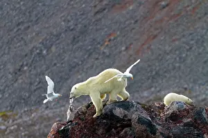 Glaucous: Polar Bear - with Glaucous Gull (Larus hyperboreus)