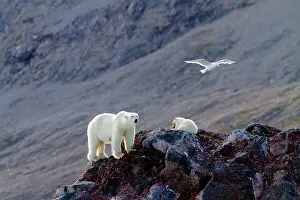 Glaucous: Polar Bear - with Glaucous Gull (Larus hyperboreus)