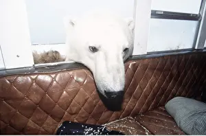 Vehicles: Polar Bear - head through van window