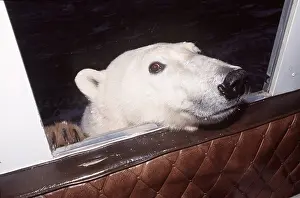Encroachment: POLAR BEAR - Head at van window