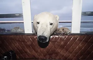 Encroachment: Polar Bear - head through van window