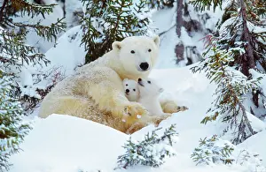 Huddled: POLAR BEAR - huddled in snow, with two cubs