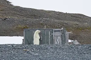 Curious: Polar Bear hut