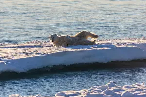 Wallow: Polar bear on ice floe, rolling, east coast Greenland
