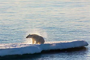 Shake: Polar bear on ice floe, shaking, back light, east
