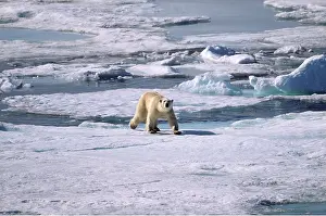 Alyssa Giustozzi: POLAR BEAR on ice flow