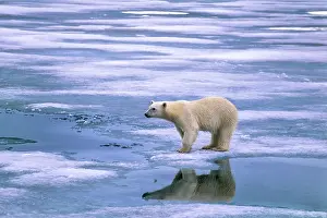 Mayen: Polar bear on the ice with reflection in the water