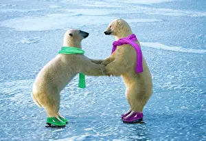 Skating: Polar Bear - ice skating
