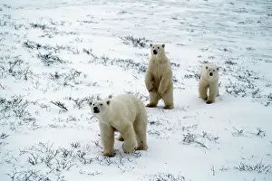Inquisitive: Polar Bear - inquisitive mother and two cubs