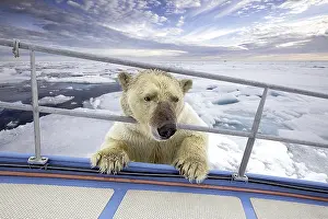 Sadness: Polar bear inspects a boat from the ice, Spitsbergen