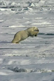 Pouncing: Polar Bear - jumping