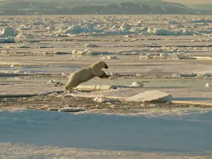 Habtiat: Polar bear jumping from one ice floe to another